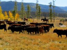 Driving the cattle in Colorado, Vista Verde Luxury Guest Ranch