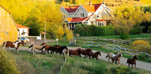 Horses running back out to the pasture, Washington state, K-Diamond-K Working Guest Ranch