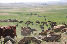 Cattle drive, Klondike Working Ranch, Wyoming