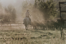 Herding cattle, Vista Verde Luxury Guest Ranch, Colorado