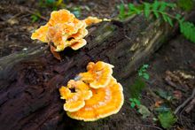 Mushroom foraging, Ontario