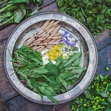 From The Wild foraging walks, Edmonton, Alberta