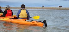 Canoeing at the Murray Mouth