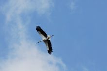 Oriental White Stork 