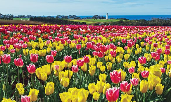 Table Cape Tulip Farm Table Cape Tulip Farm