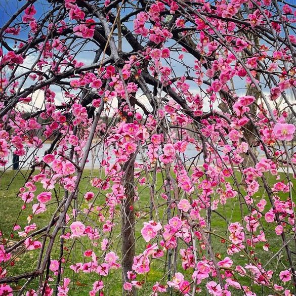 Spring Blossoms Spring Blossoms