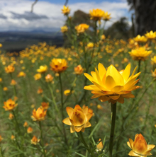 Wildflowers