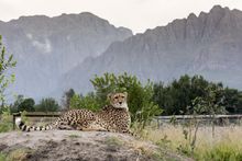 Conservation is at the core of the Ashia Cheetah Sanctuary | Paarl, South Africa