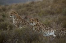 Guest have the opportunity to spot endangered cheetahs in the wild during their stay at Samara