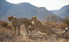 Cheetah cubs playing at Samara Karoo Reserve | South Africa