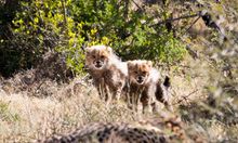 Young cheetah cubs at Samara Karoo Reserve