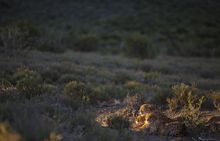 Sibella cheetah cubs during last light at Samara Karoo Reserve 