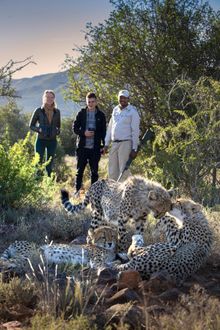 Tracking cheetah on foot at Samara Karoo Reserve