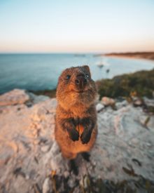 Tourism Australia_Rottnest Island_Quokka_WA