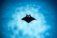 1.	A manta ray cruises above a sandy seabed off Coral Bay, Western Australia