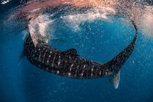 A whale shark feeds in the bountiful waters off Ningaloo Reef, Western Australia
