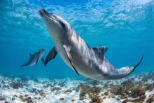 A dolphin plays and poses in the shallow waters of the Ningaloo Reef lagoon