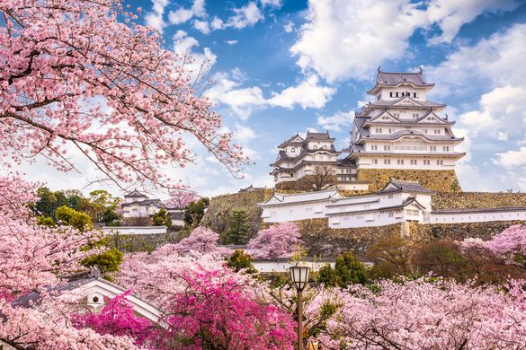 Himeji Castle, Japan, in spring's cherry blossom season 