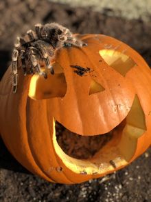 Shriek Week at Birdland Park & Gardens