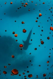 A bloom of bell jellyfish, and a whale shark at Ningaloo