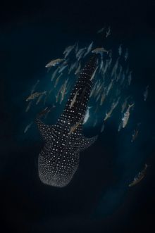 A whale shark, and company at Ningaloo