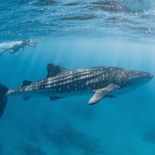 Swimming with whale sharks at Ningaloo Swimming with whale sharks at Ningaloo