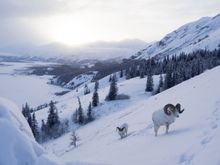 Eumira sheep in the Yukon
