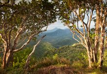 Black River Gorges National Park - Photo Credit Richard James Taylor