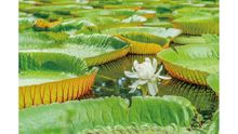 Pamplemousses Botanic Gardens - Photo Credit MPTA