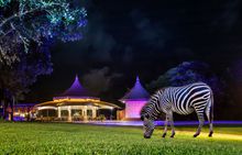 Avani Victoria Falls Resort - Zebra and Pool