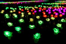 Illuminated Roses