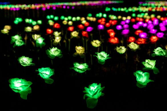 Illuminated Roses