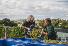 Madeleine Angevine grape harvesting at Sandridge Barton