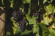 Pinot Noir grapes ready for picking