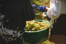 Volunteers joining in the community harvest day at Sandridge Barton