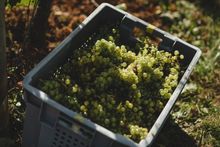 Freshly-picked grapes ready to be taken to the winery