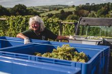 Harvesting Madeleine Angevine grapes during one of the community picking days at Sandridge Barton