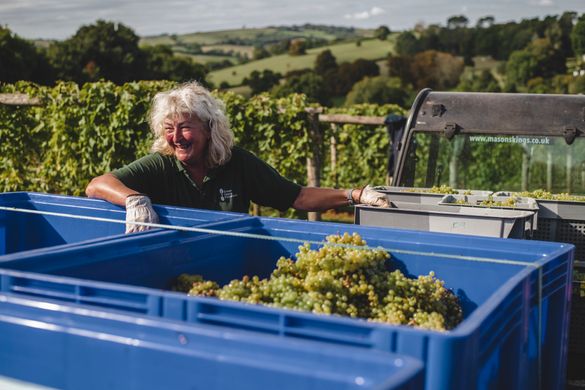 Harvesting Madeleine Angevine grapes during one of the community picking days at Sandridge Barton