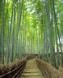 Sagano Bamboo Forest 
