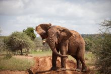 Elephant