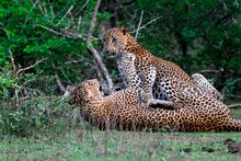 Leopards by Chitral Jayatilake, for Wild Coast Tented Lodge
