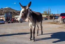 Oatman Donkey 