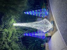 LightsUp! A Festival of Illumination at Tucson Botanical Garden