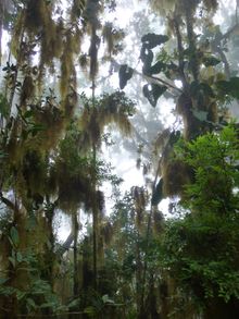 Cerro de la Muerte, San Gerardo de Dota,Costa Rica 