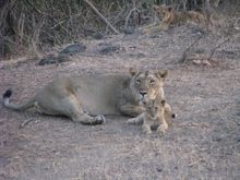 Mother and her cub, Gir, India
