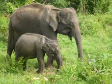 Mother and baby elephants in the wild, Sri Lanka