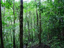 San Gerardo de Dota cloudforest, Costa Rica
