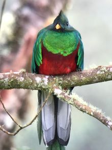 Quetzal in San Gerardo de Dota, Costa Rica