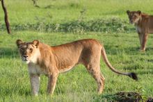 Lioness in Serengeti National Park
