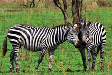 Zebra, Serengeti, Tanzania